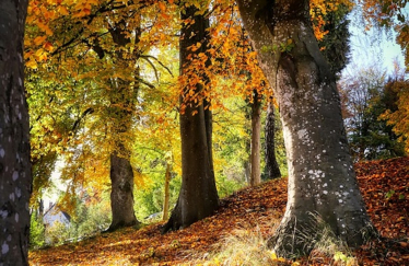 trees
